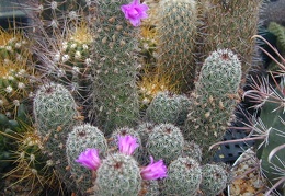 Mammillaria alamensis pl