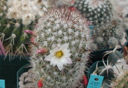Mammillaria angelensis