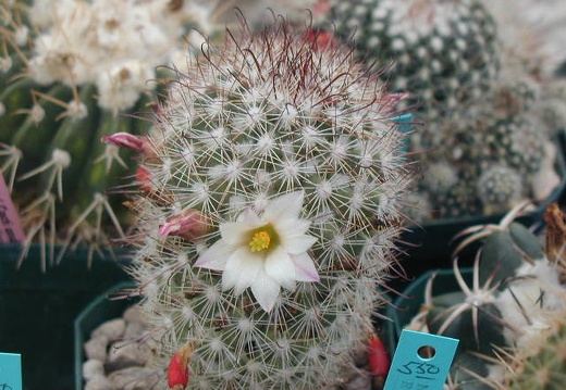 Mammillaria angelensis