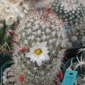 Mammillaria angelensis
