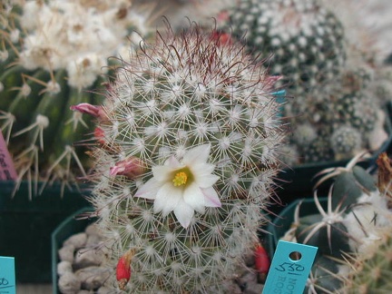 Mammillaria angelensis