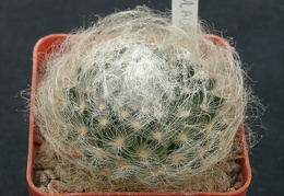 Mammillaria aurispina ML361