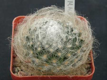 Mammillaria aurispina ML361