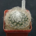 Mammillaria aurispina ML361