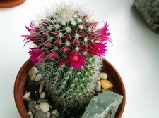 Mammillaria backebergiana