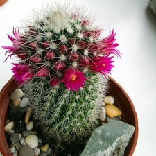 Mammillaria backebergiana