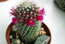 Mammillaria backebergiana