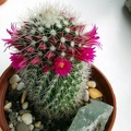 Mammillaria_backebergiana.jpg