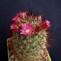 Mammillaria backebergiana