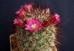 Mammillaria backebergiana