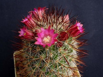 Mammillaria backebergiana