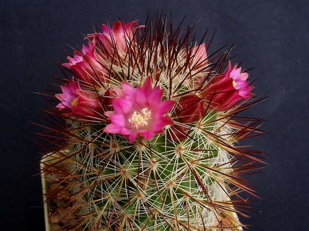 Mammillaria backebergiana