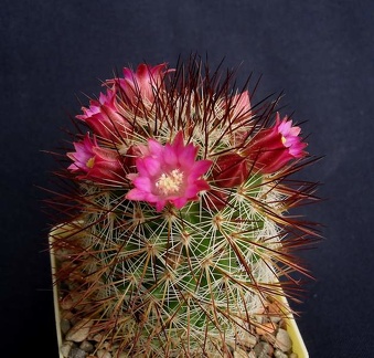 Mammillaria backebergiana