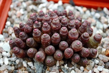 Mammillaria bocasana cv Fred