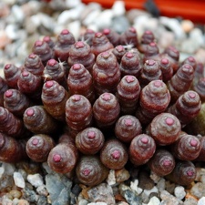 Mammillaria bocasana cv Fred
