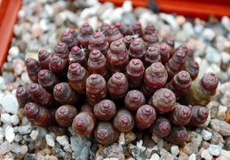 Mammillaria bocasana cv Fred