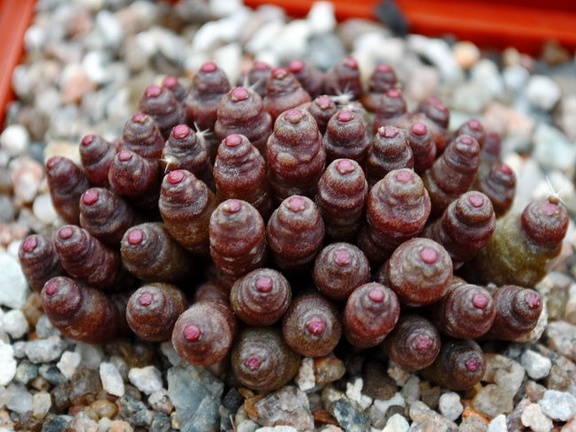 Mammillaria bocasana cv Fred