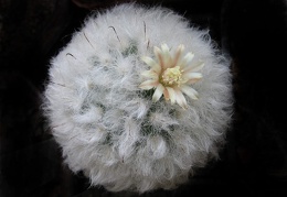 Mammillaria bocasana v  multilanata