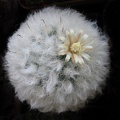 Mammillaria bocasana v  multilanata
