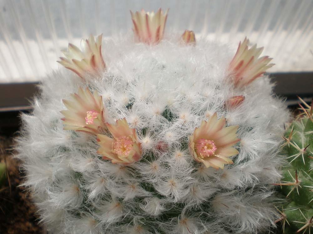 Mammillaria bocasana v  multilanata Tit