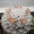 Mammillaria bocasana v  multilanata Tit