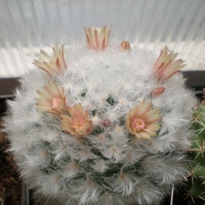 Mammillaria bocasana v  multilanata Tit
