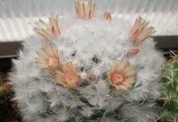 Mammillaria bocasana v  multilanata Tit