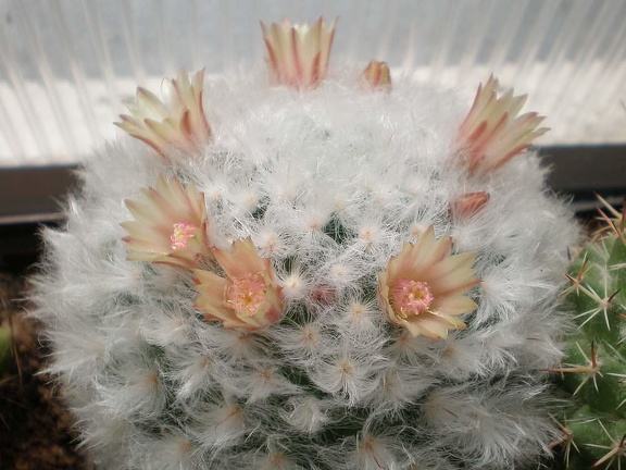 Mammillaria bocasana v  multilanata Tit
