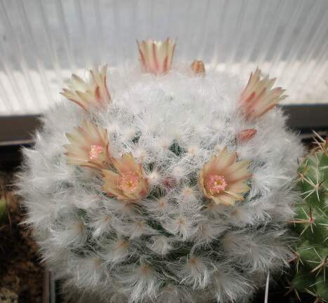 Mammillaria bocasana v  multilanata Tit