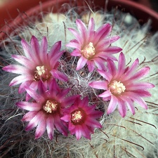 Mammillaria bocasana v  rosea