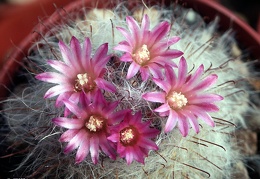 Mammillaria bocasana v  rosea