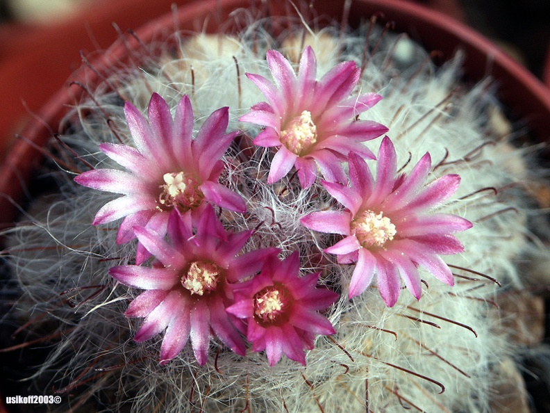 Mammillaria_bocasana_v__rosea.jpg
