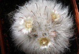 Mammillaria bocasana v multilanata Lira