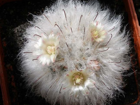 Mammillaria bocasana v multilanata Lira