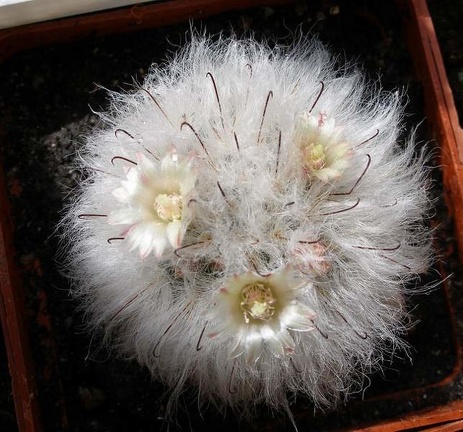 Mammillaria bocasana v multilanata Lira