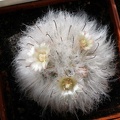 Mammillaria bocasana v multilanata Lira
