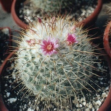 Mammillaria bombycina