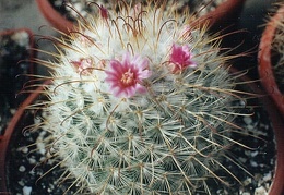 Mammillaria bombycina