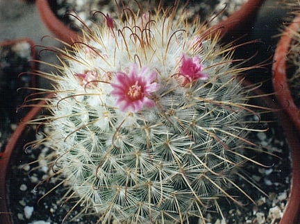 Mammillaria bombycina