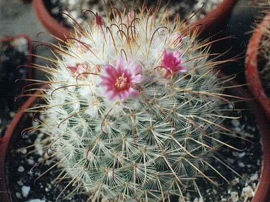 Mammillaria bombycina