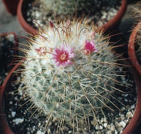 Mammillaria bombycina