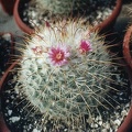 Mammillaria_bombicina.jpg