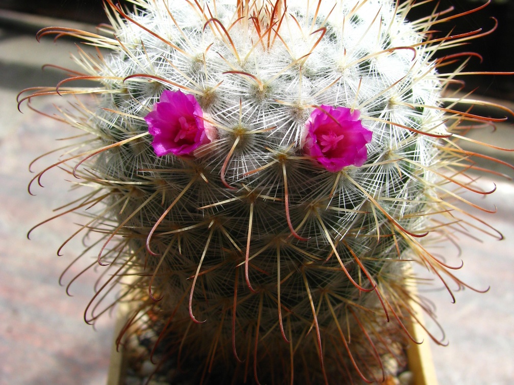 Mammillaria bombycina