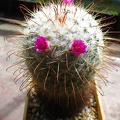 Mammillaria bombycina