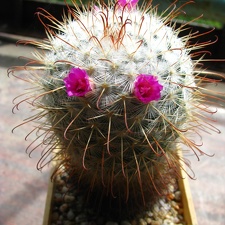 Mammillaria bombycina