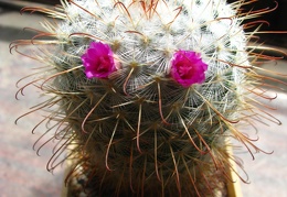 Mammillaria bombycina