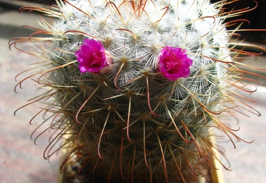 Mammillaria bombycina