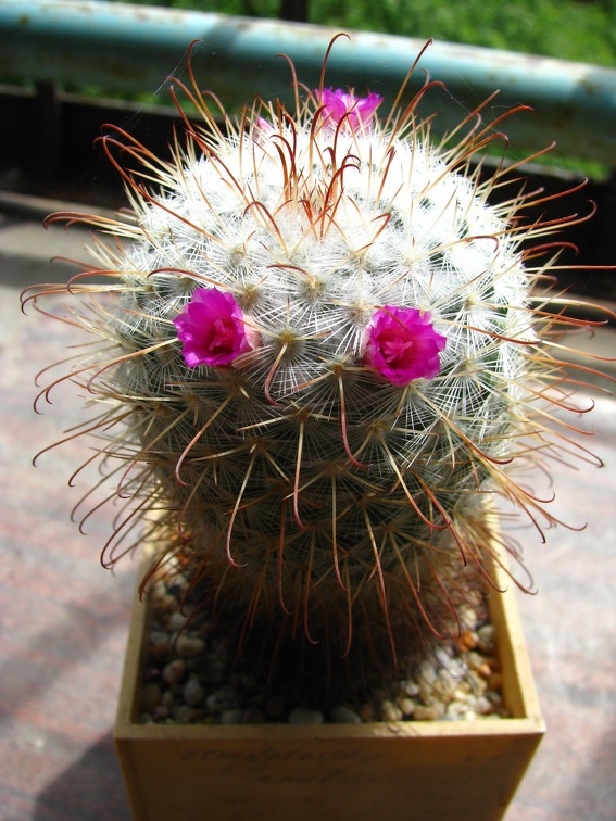 Mammillaria bombycina