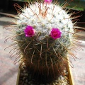 Mammillaria_bombycina.JPG