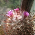 Mammillaria bombycina Galin FG